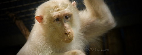 white monkey800x300