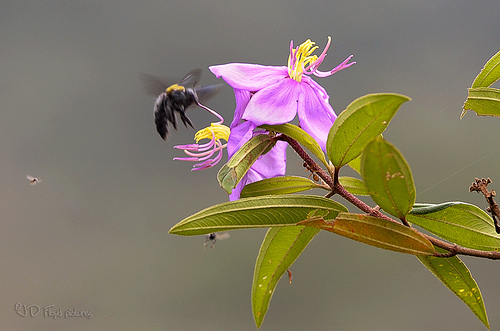 pollination