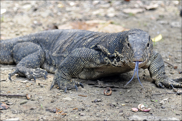 mr. gator