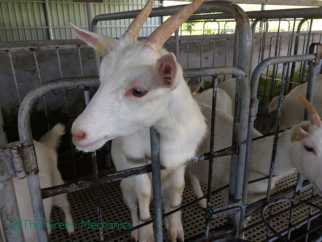 Trip to Desa Cattle