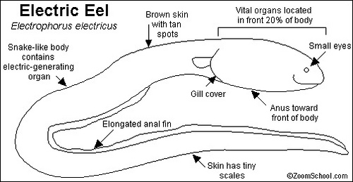 Electric eel