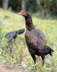 Chick portrait